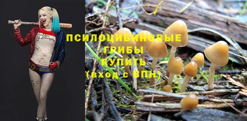 дарнет шоп  Югорск  Галлюциногенные грибы Magic Shrooms 